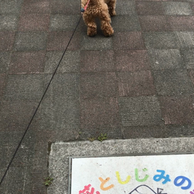 今日のおさんぽコースは、、、の画像