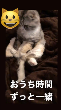 おうち時間はニャンコと一緒にの記事動画