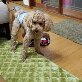 トイプードルとの戯れ(*ﾟ∀ﾟ人ﾟ∀ﾟ*)♪の画像