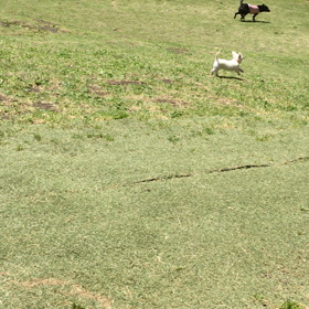 ドッグランの画像