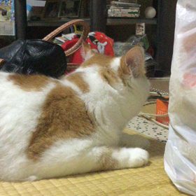 今日のにゃんこの画像