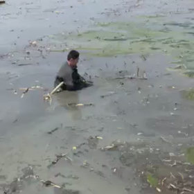 蓮根掘り体験の画像