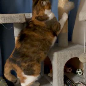 キャットタワーの画像