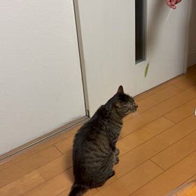 猫じゃらしの画像