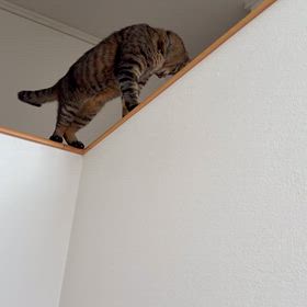 階段の画像