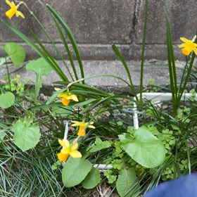 庭にスイセンの花が咲きました｡の画像