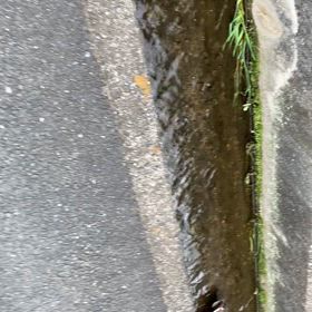 カモの散歩の画像