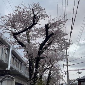 桜のの花が昨日の雨でかなり散りました。の画像