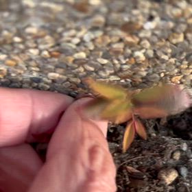 家の前に雑草の中に南天が生えて来たので鉢植えにして見ました｡の画像