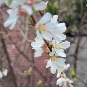 ユスラウメの花が咲きました。の画像