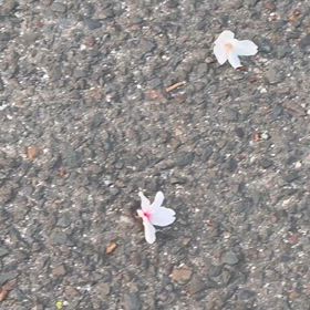 桜の花を落とすスズメの画像