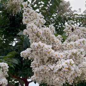 サルスベリの花と熊蜂の画像