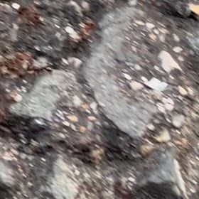 アリの画像