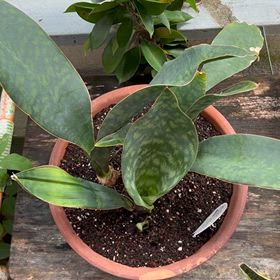鉢を変形させていたサンスベリア　マッソニアーナの子株植替えると直ぐに上に出て来ました｡の画像