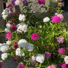 今年も美人ナデシコの花が咲きました｡の画像