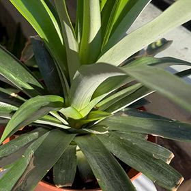 パイナップルの上の部分を植えて一年の画像