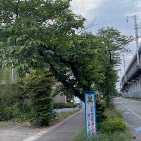 倒れそうな桜の木の画像