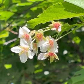 昨日桜の花が咲いているのを見つけました｡の画像