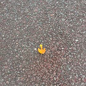 虫喰いの落ち葉イカリ⚓️の形の画像