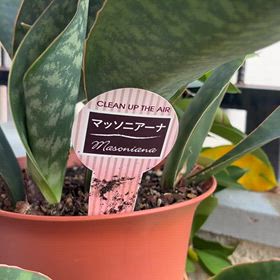 サンスベリア　マッソニアーナの植替えの画像