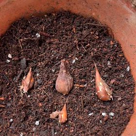 毎年小さくなるチュウリップ球根の植替えの画像