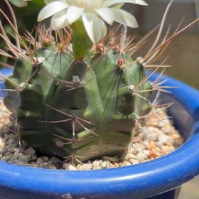 サボテンの花が咲きました｡の画像