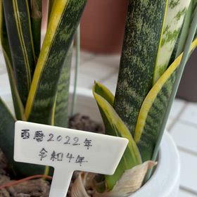 ダイソーで買ったサンスベリアに花が咲きました｡の画像