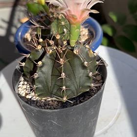 サボテンの種を蒔いたら小さい芽が出てきて｡の画像