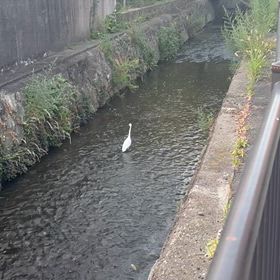 白鷺の画像