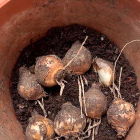 スイセンの球根の植替えの画像