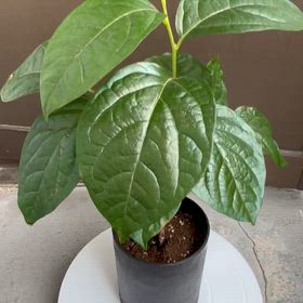 干し柿の種を植えてみた｡の画像