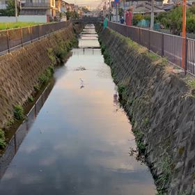 コサギの画像