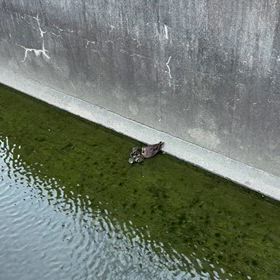 鴨の親子の画像