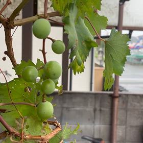 種から育てたブドウが色づき始めたのでネットをはわせました｡の画像