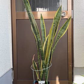 ダイソーで買ったサンスベリアの画像