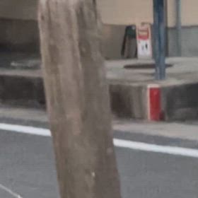 イタチの画像