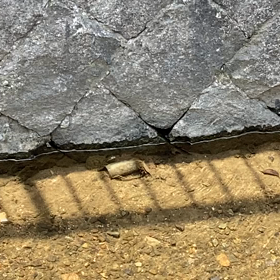 スッポン発見の画像