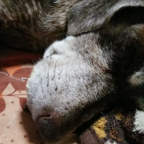 愛犬あるある⁉️の画像