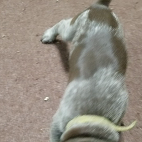 しっぽ‼️の画像