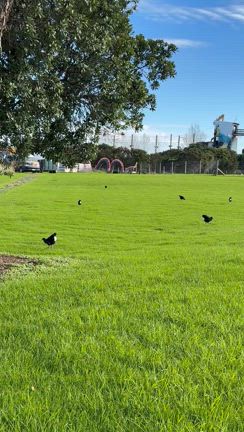プケコ(pukeko)に夢中の記事動画