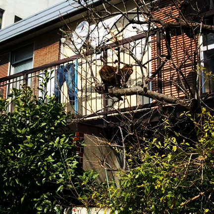 のらねこさまの記事動画