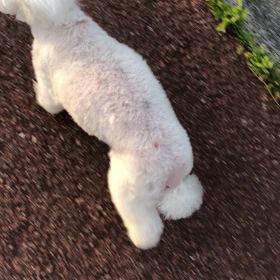 走るメイちゃんの画像