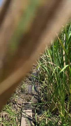神が宿る草♡マコモとの出愛いの記事動画