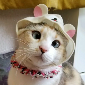 ”おヅラボーイズ里親さん大募集”の画像