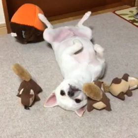 お笑い担当の画像
