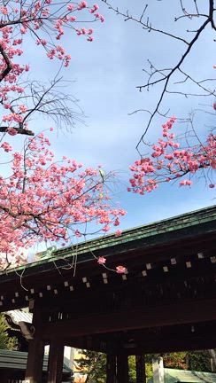 桜が満開の記事動画
