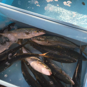 週末に内湾底引き網が休みなのはきつい！の画像