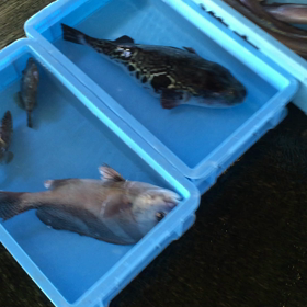 高級魚の真鯛！の画像
