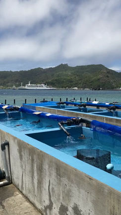 小笠原諸島8 村散策ウミガメの記事動画