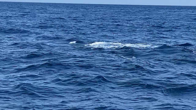 小笠原諸島6  親子クジラ動画の記事動画